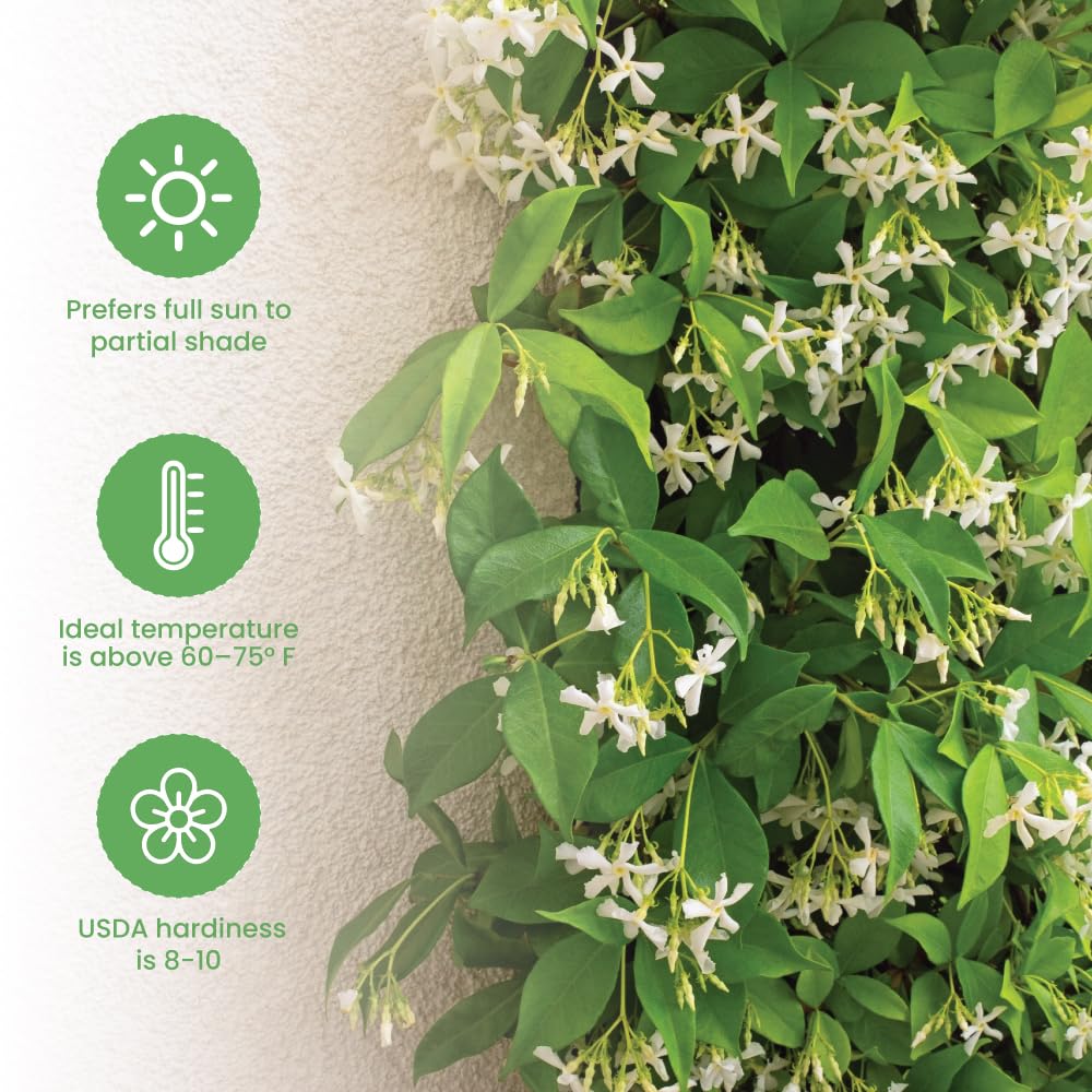 Amazon.com : American Plant Exchange Live Confederate Jasmine – 6